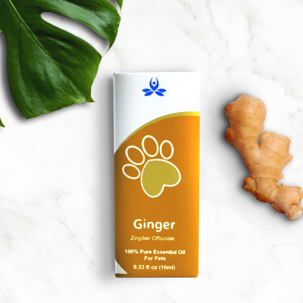 Pet Ginger Essential Oil Pet Essential oil