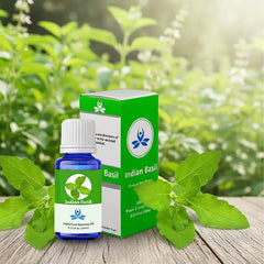 Indian Basil Essential Oil